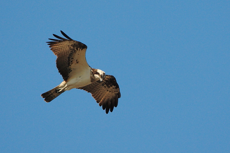 Falco pescatore